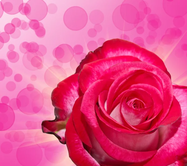 Roze bloem — Stockfoto