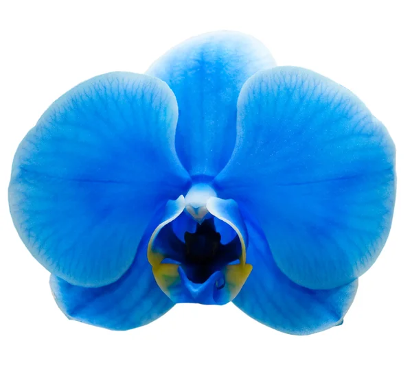 Orchidée fleur — Photo