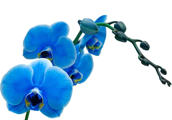 Orchideenblume — Stockfoto