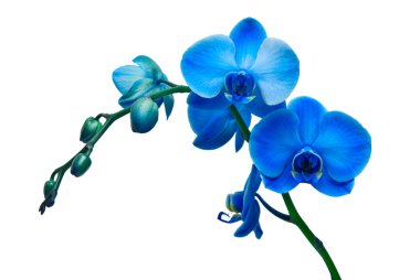 Orchid flower clipart