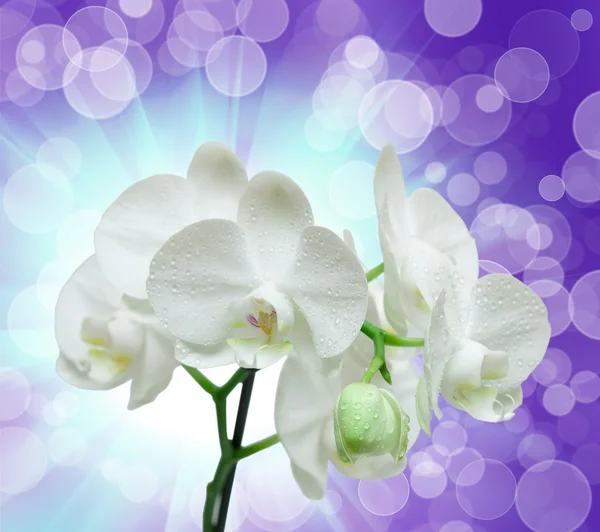Flor de orquídea — Fotografia de Stock