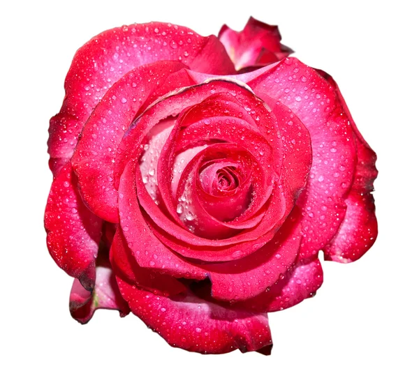 गुलाब फूल — स्टॉक फोटो, इमेज