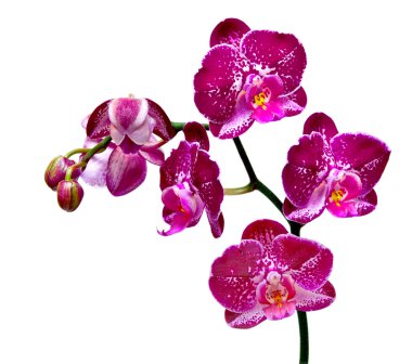 Orchid flower clipart