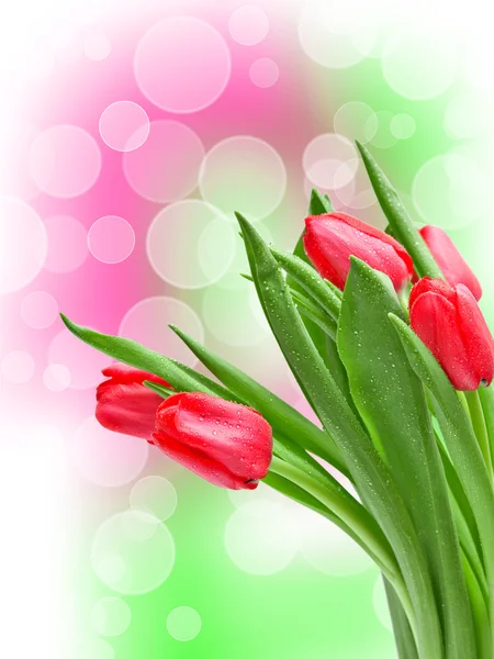Tulip flower — Stock Photo, Image