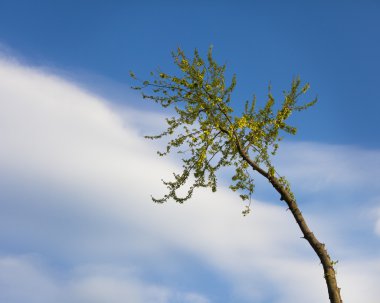 Tree Being Cut Down clipart