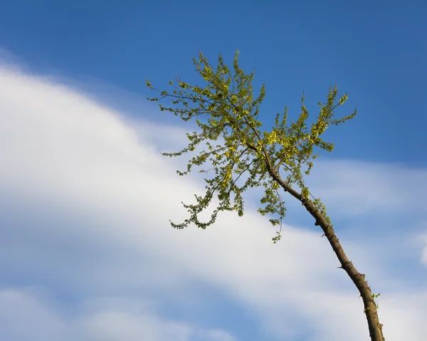 Stock image Tree Being Cut Down