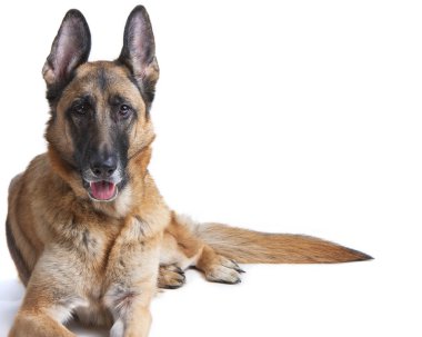 German Shepherd Dog Female Laying Down clipart