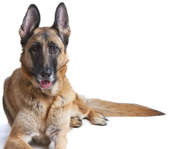 Owczarek niemiecki pies kobieta ustanawiające — Zdjęcie stockowe