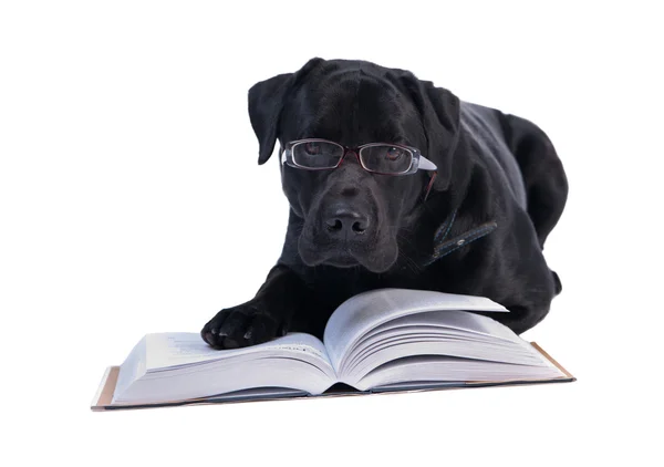 stock image Scientist Labrador