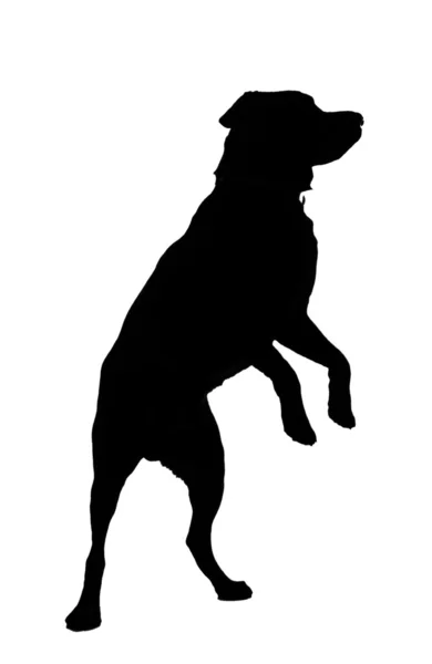 Silhouetted Labrador — Stock Photo, Image