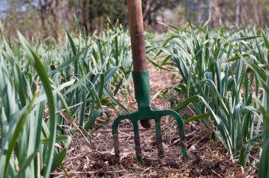 Garlic and fork clipart