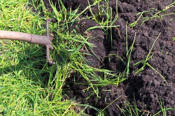 Digging of green manure — Stock Photo, Image