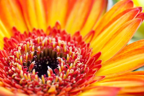 Close up of orange and red daisy. — Stok Foto
