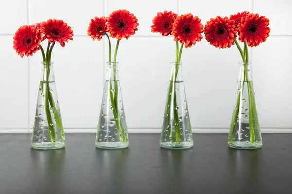 Piros virágok az asztalra — Stock Fotó
