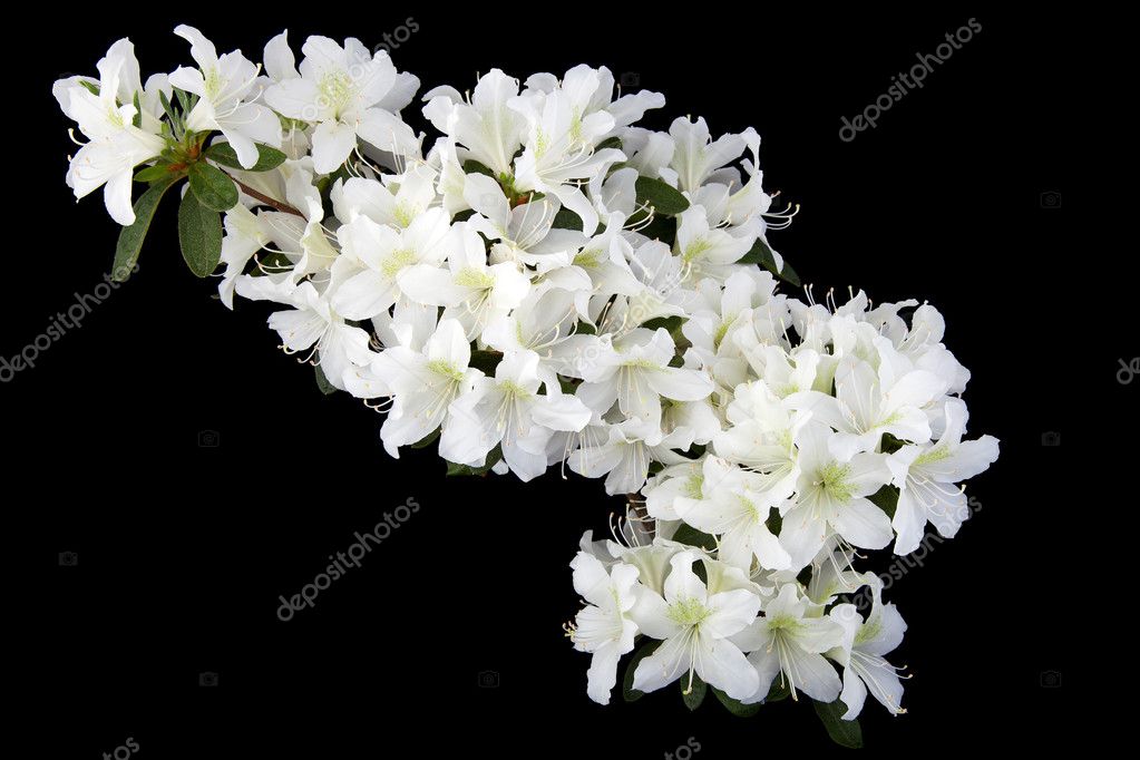 Azaleas blancas fotos de stock, imágenes de Azaleas blancas sin royalties |  Depositphotos