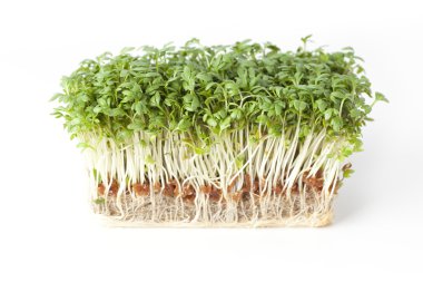 Fresh Sprouts clipart