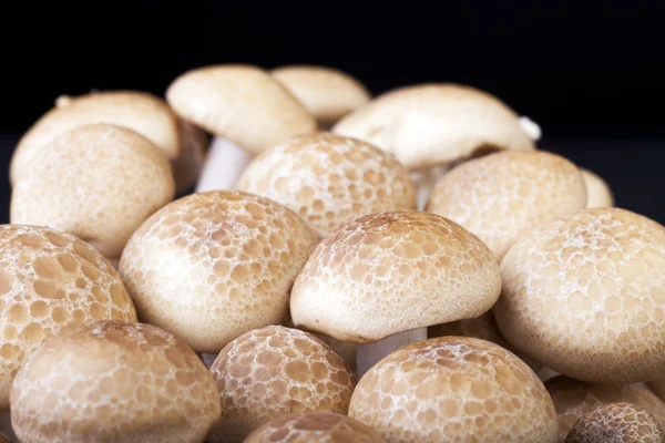 Cogumelos de faia marrom — Fotografia de Stock