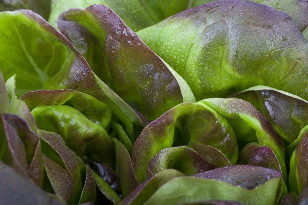 Червоний салату — стокове фото