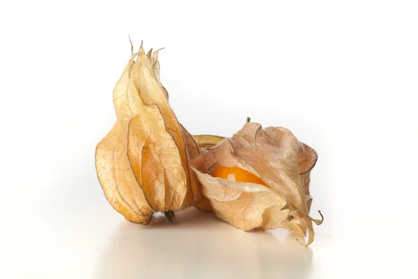 절연된 Physalis 과일 — 스톡 사진