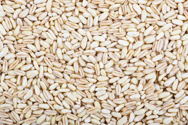 ホラーサーン小麦の背景 — ストック写真