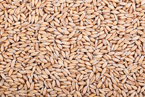 Spelt Grain — Stock Photo, Image