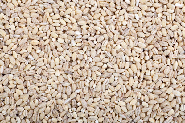 Ječmen pšenice — Stock fotografie