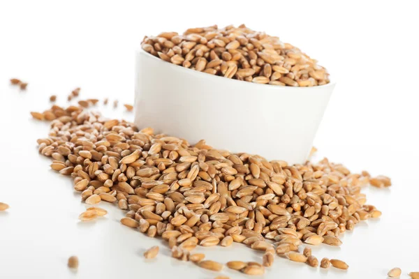 Raw スペルト小麦の種子 — ストック写真