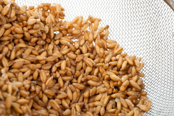 すすぎスペルト小麦のクローズ アップ — ストック写真