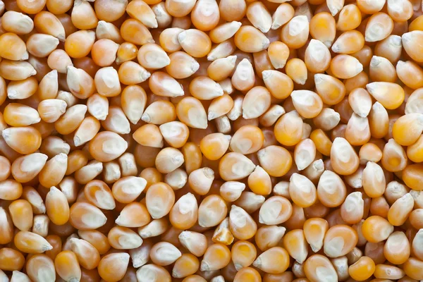 Popcorn Kernels — Stockfoto