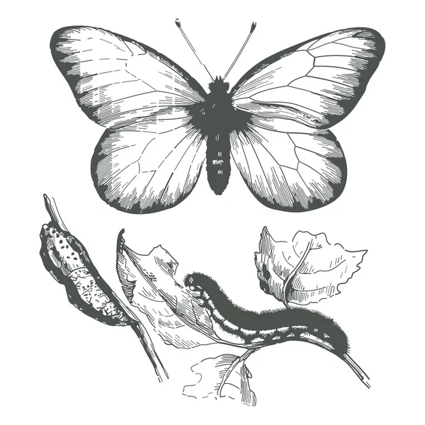 Kelebek mürekkep drawing.vector — Stok Vektör