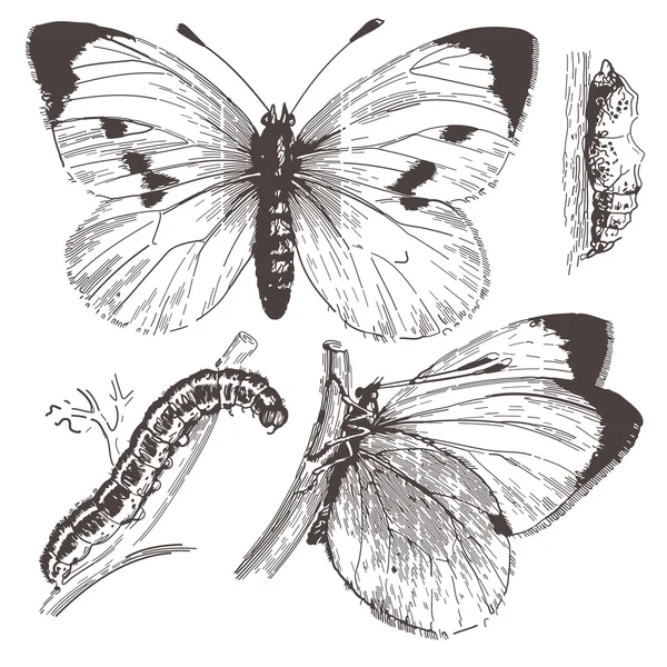Dibujo de tinta de mariposa. Vector — Archivo Imágenes Vectoriales