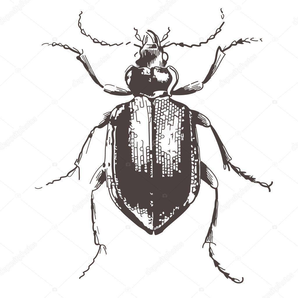 Beetles - vintage engraved illustration