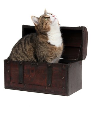 Inquisitive cat in treasure chest clipart