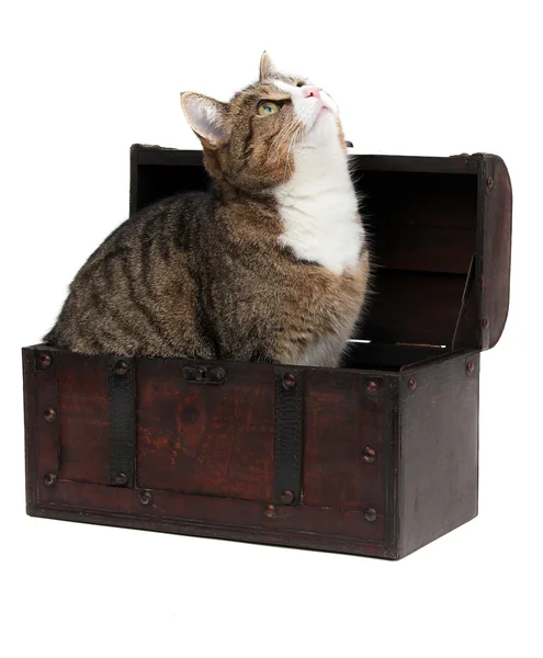Nieuwsgierige kat in schatkist — Stockfoto