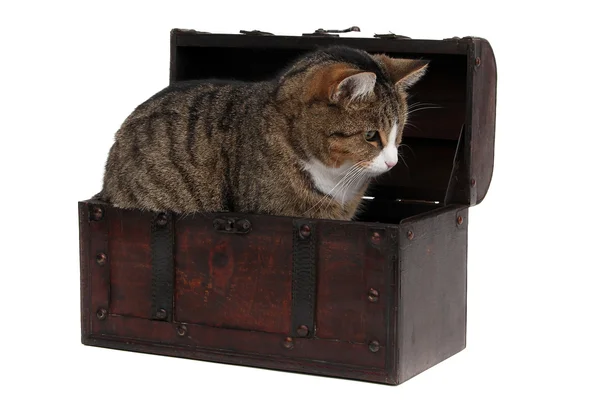 Sweet cat in treasure chest — Stock Photo, Image