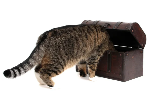 Schatzkiste mit neugieriger Katze — Stockfoto