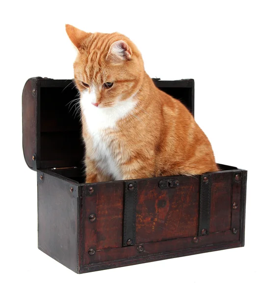 Pet in treasure chest — Stock Photo, Image