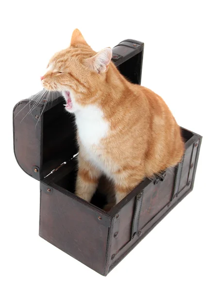 Устал кот в сундуке с сокровищами — стоковое фото