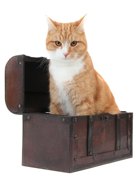 Tomcat arrabbiato in tesori — Foto Stock