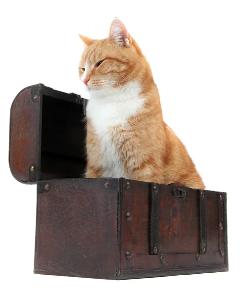 Chilling tomcat in treasure chest — Stock Photo, Image
