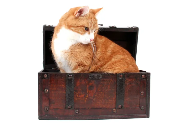Sweet red cat in treasure chest — Stock Photo, Image