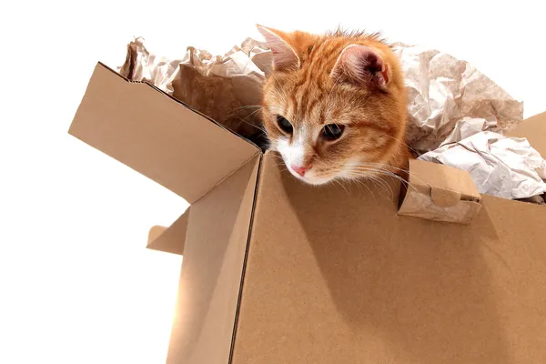 Gato em caixa de remoção — Fotografia de Stock