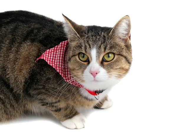 Сладкая кошка с банданой — стоковое фото