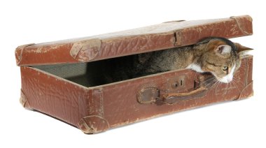 Hungry pet in old brown suitcase clipart