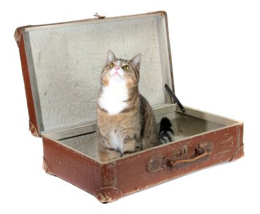 Fascinated little cat in old suitcase clipart