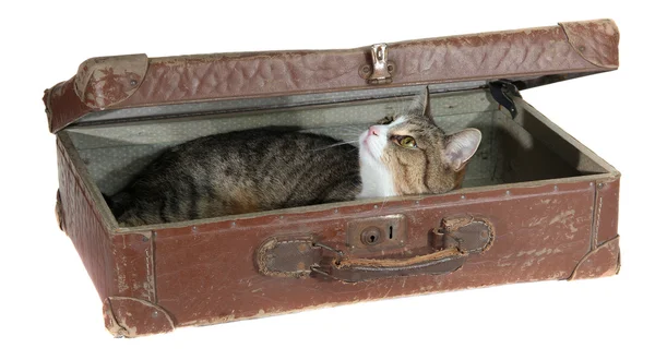 Linda mascota en maleta vieja — Foto de Stock