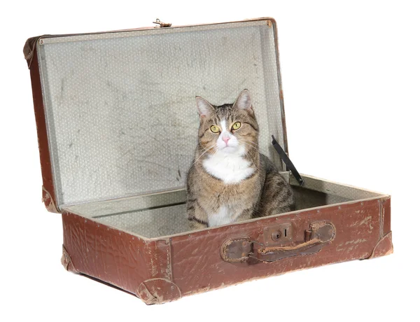 小猫坐在老手提箱 — 图库照片