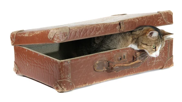 Hungry pet in old brown suitcase — Stock Photo, Image