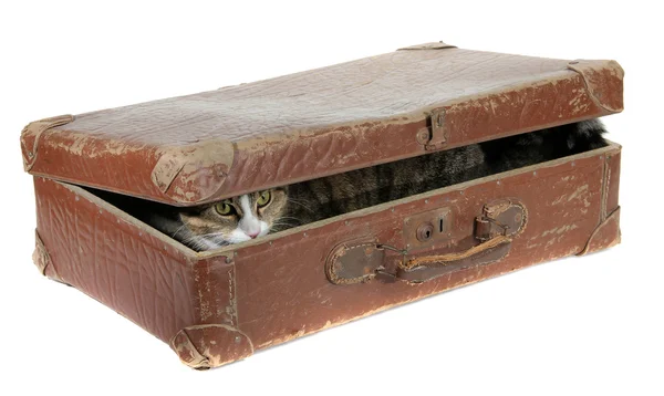 Милая кошка, покрытая старым чемоданом. — стоковое фото