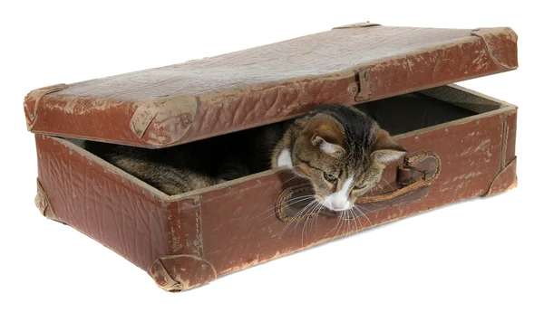 Nieuwsgierig huisdier in oude koffer — Stockfoto